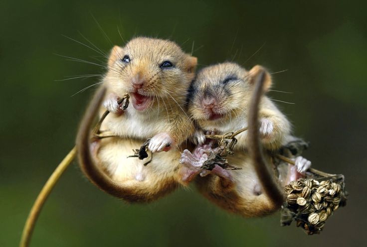 【画像】可愛い動物が溜まりに溜まるトピ