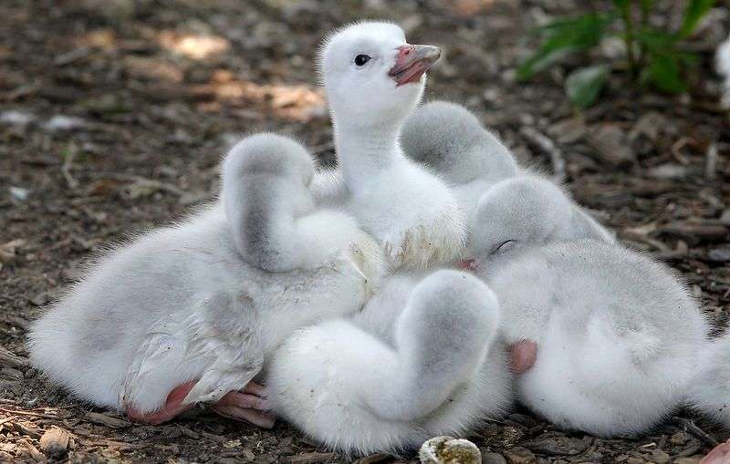 【画像】可愛い動物が溜まりに溜まるトピ