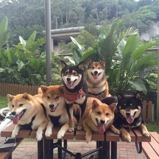 【画像】可愛い動物が溜まりに溜まるトピ