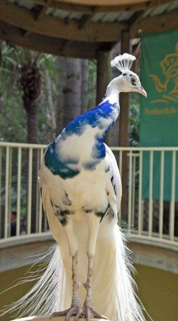 【画像】可愛い動物が溜まりに溜まるトピ