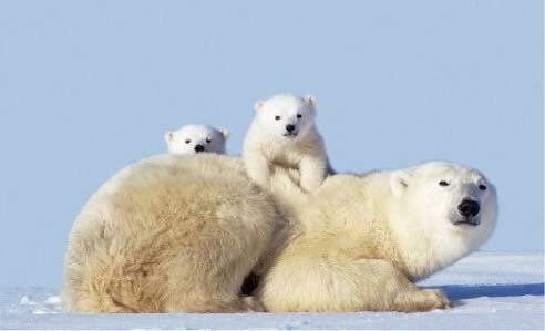 【画像】可愛い動物が溜まりに溜まるトピ