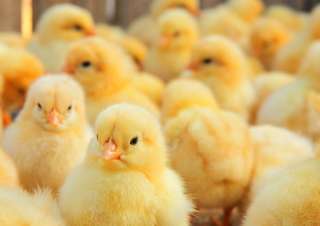 【画像】可愛い動物が溜まりに溜まるトピ
