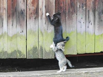 【画像】可愛い動物が溜まりに溜まるトピ