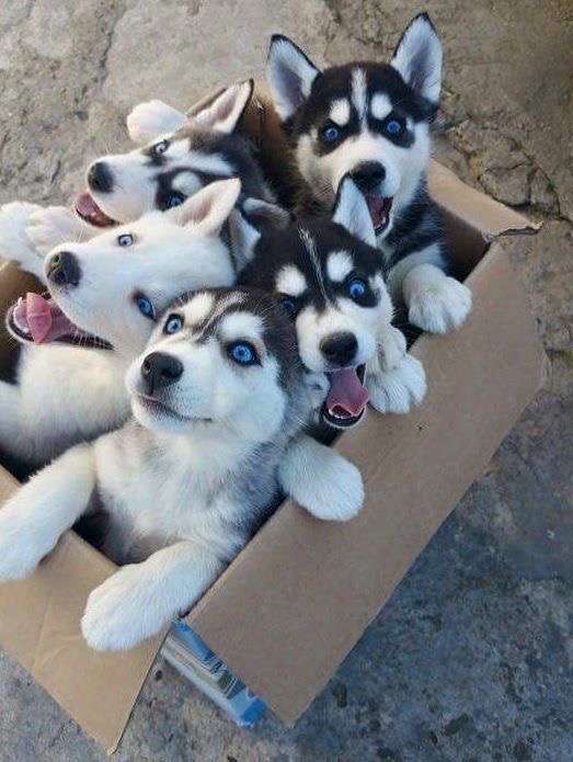 【画像】可愛い動物が溜まりに溜まるトピ