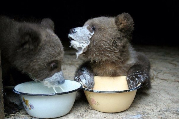 【画像】可愛い動物が溜まりに溜まるトピ