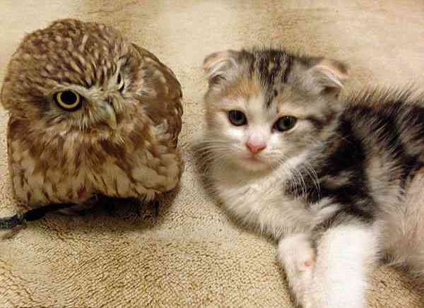 【画像】可愛い動物が溜まりに溜まるトピ