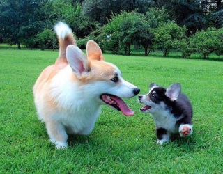 【画像】可愛い動物が溜まりに溜まるトピ