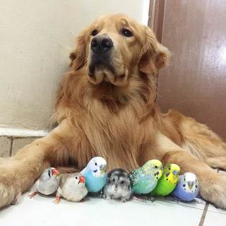 【画像】可愛い動物が溜まりに溜まるトピ