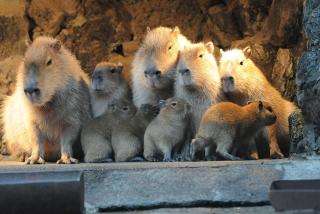 【画像】可愛い動物が溜まりに溜まるトピ