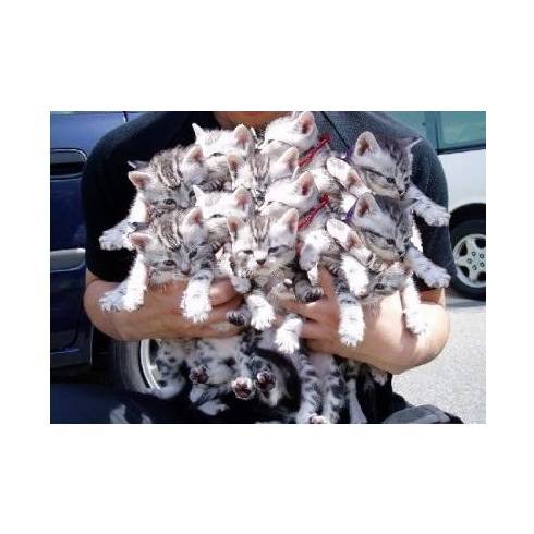 【画像】可愛い動物が溜まりに溜まるトピ