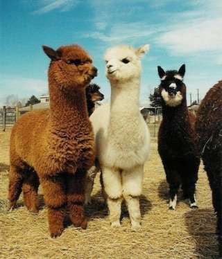 【画像】可愛い動物が溜まりに溜まるトピ