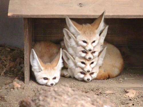 【画像】可愛い動物が溜まりに溜まるトピ
