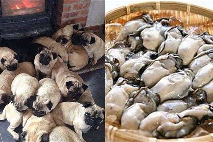 【画像】可愛い動物が溜まりに溜まるトピ