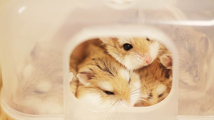 【画像】可愛い動物が溜まりに溜まるトピ