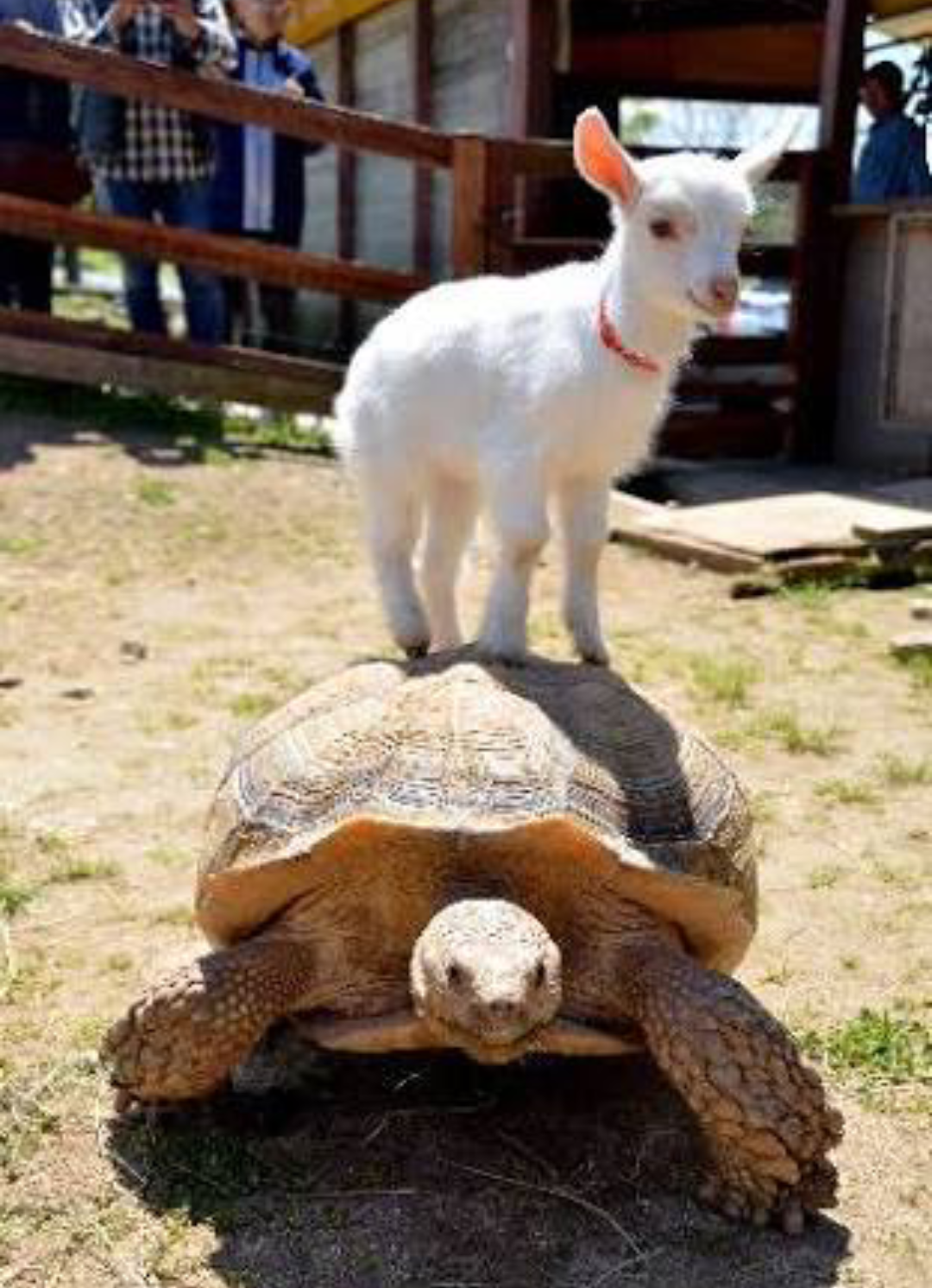 【画像】可愛い動物が溜まりに溜まるトピ