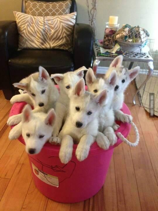 【画像】可愛い動物が溜まりに溜まるトピ