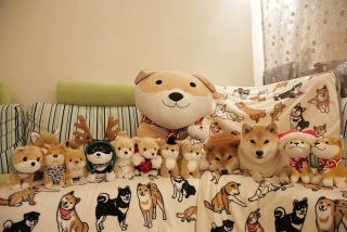 【画像】可愛い動物が溜まりに溜まるトピ