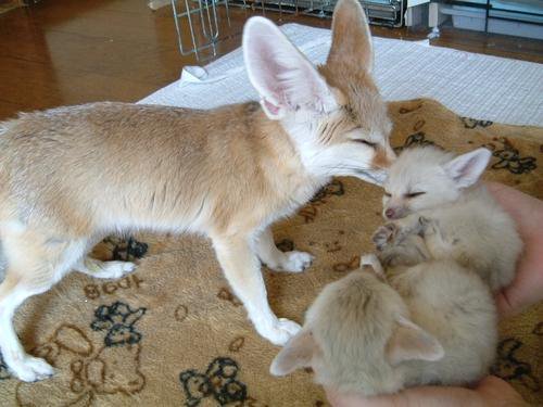 【画像】可愛い動物が溜まりに溜まるトピ