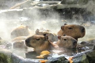 【画像】可愛い動物が溜まりに溜まるトピ
