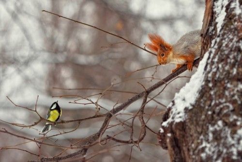 【画像】可愛い動物が溜まりに溜まるトピ