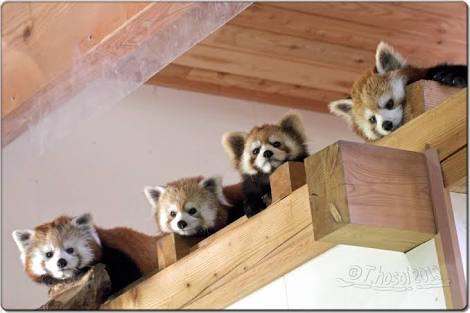 【画像】可愛い動物が溜まりに溜まるトピ