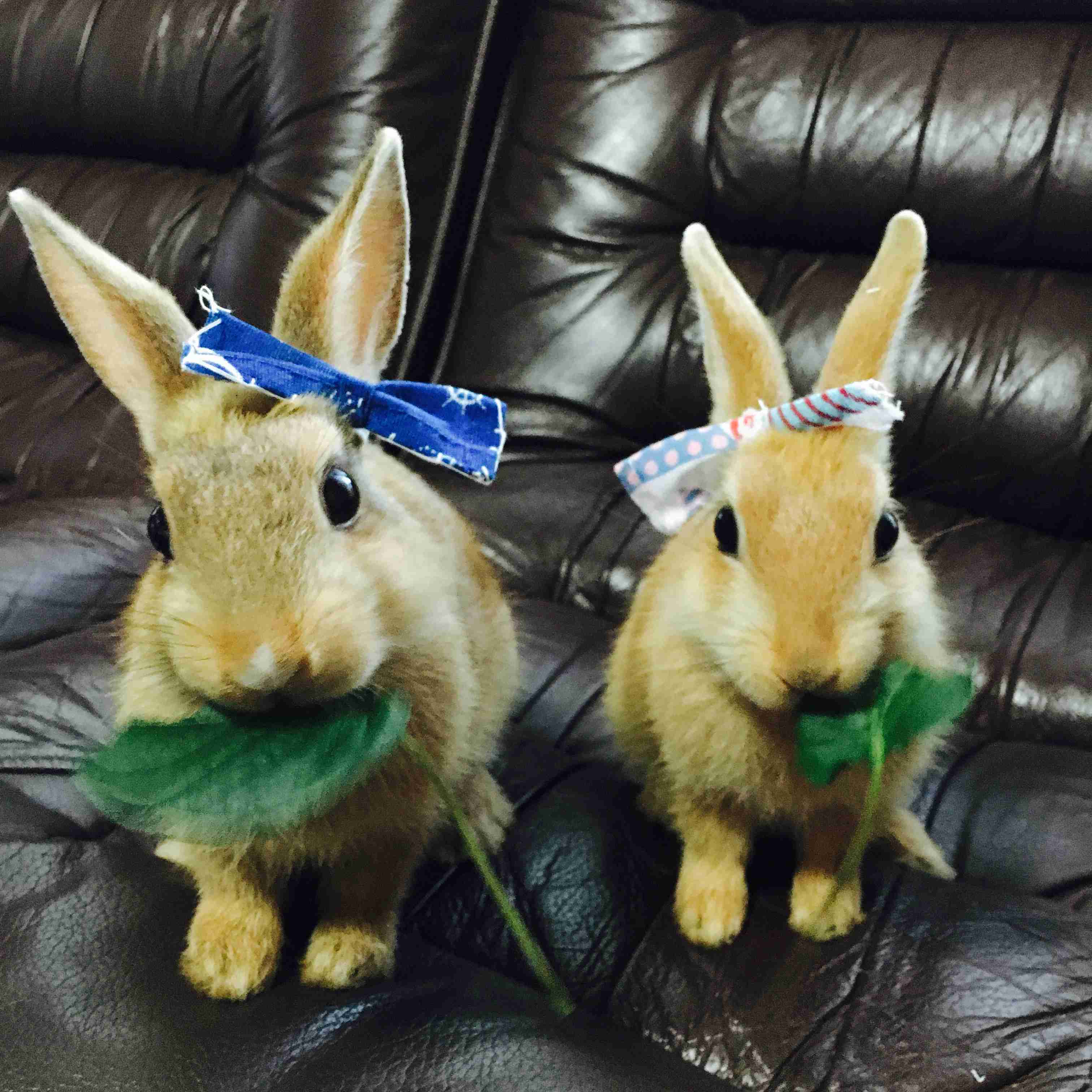 【画像】可愛い動物が溜まりに溜まるトピ