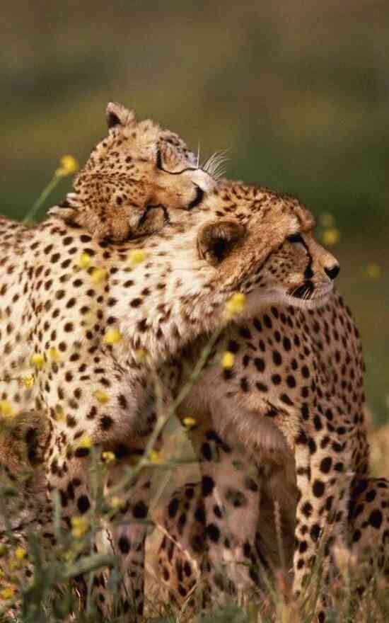 【画像】可愛い動物が溜まりに溜まるトピ