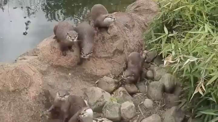 【画像】可愛い動物が溜まりに溜まるトピ