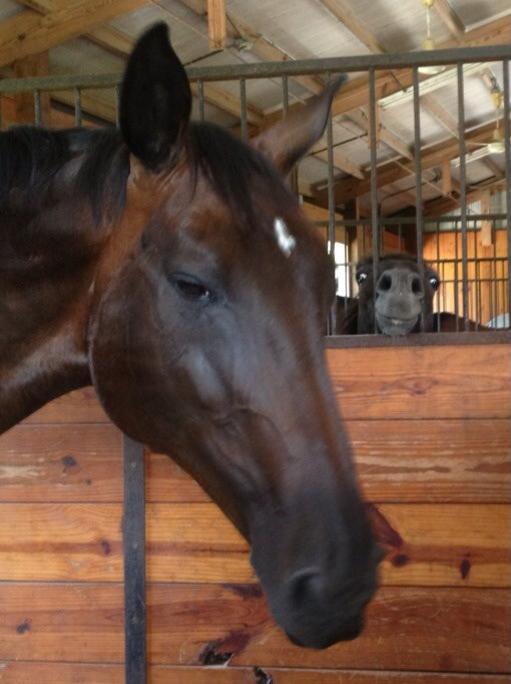 【画像】可愛い動物が溜まりに溜まるトピ