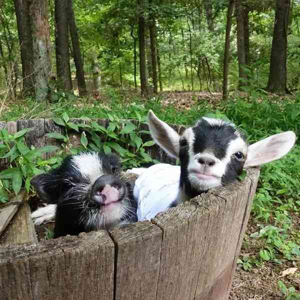 【画像】可愛い動物が溜まりに溜まるトピ