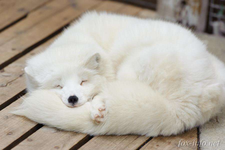 【画像】可愛い動物が溜まりに溜まるトピ