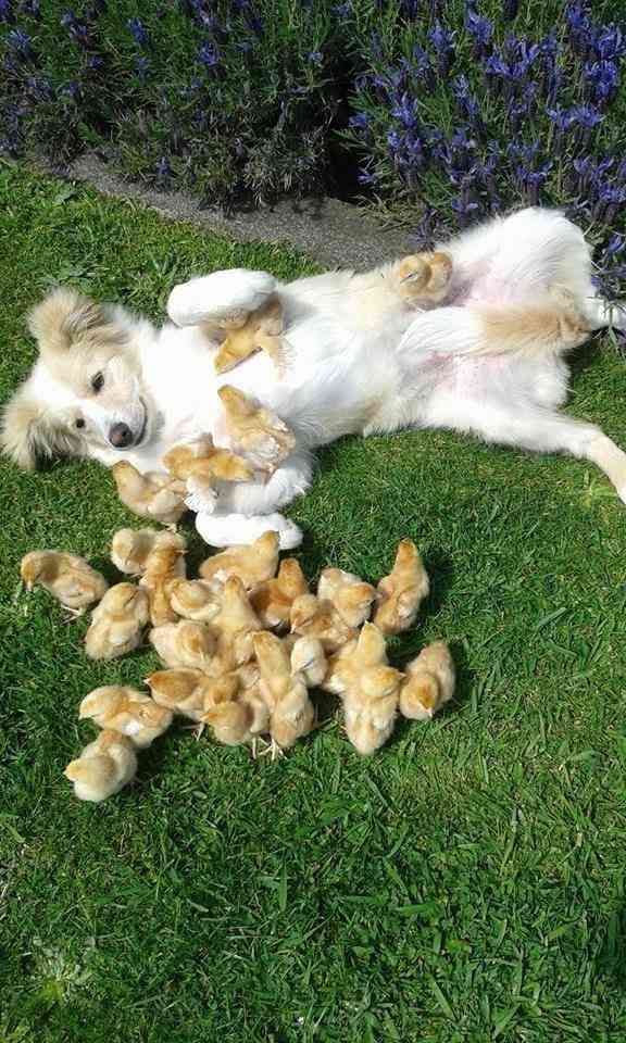 【画像】可愛い動物が溜まりに溜まるトピ