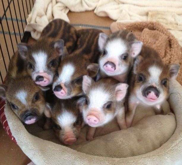 【画像】可愛い動物が溜まりに溜まるトピ