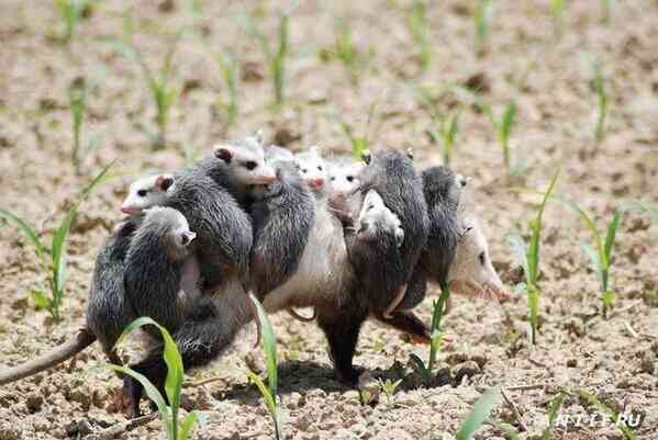 【画像】可愛い動物が溜まりに溜まるトピ