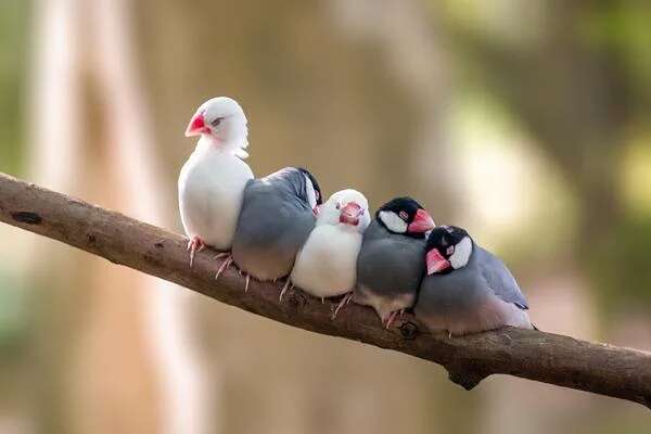 【画像】可愛い動物が溜まりに溜まるトピ