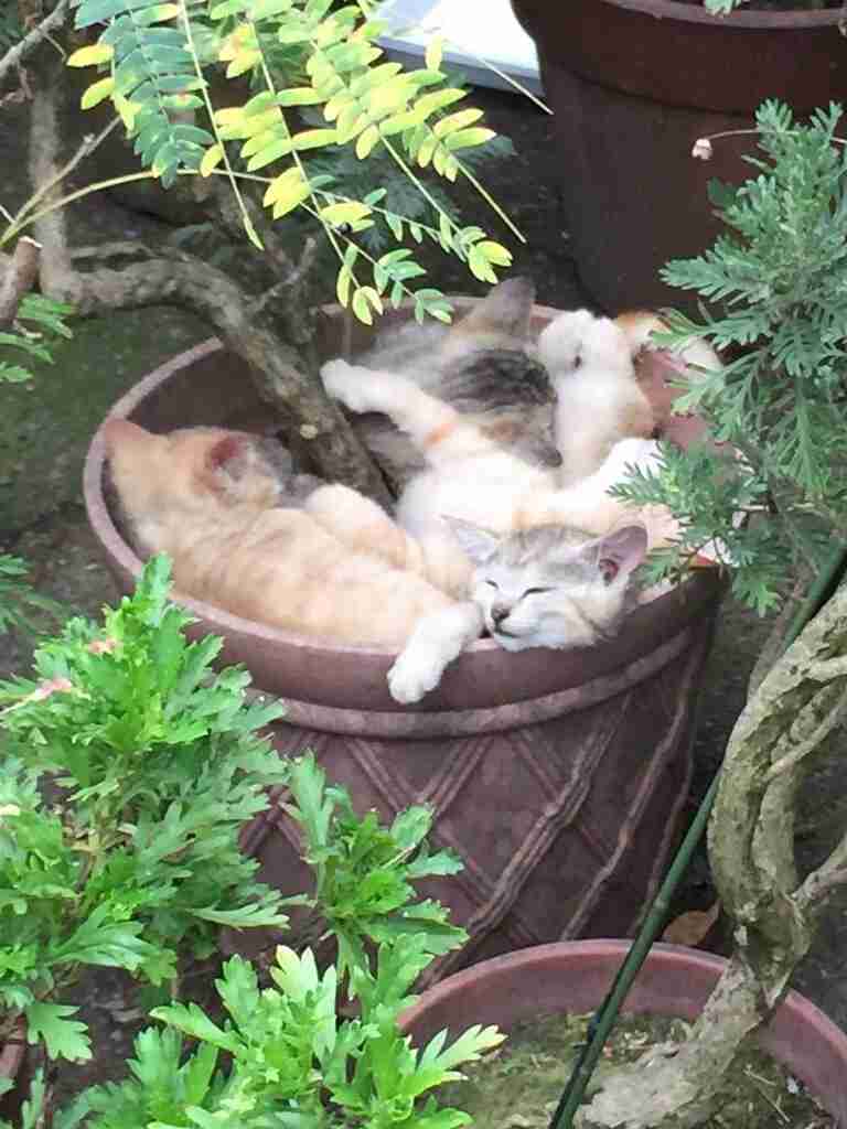 【画像】可愛い動物が溜まりに溜まるトピ
