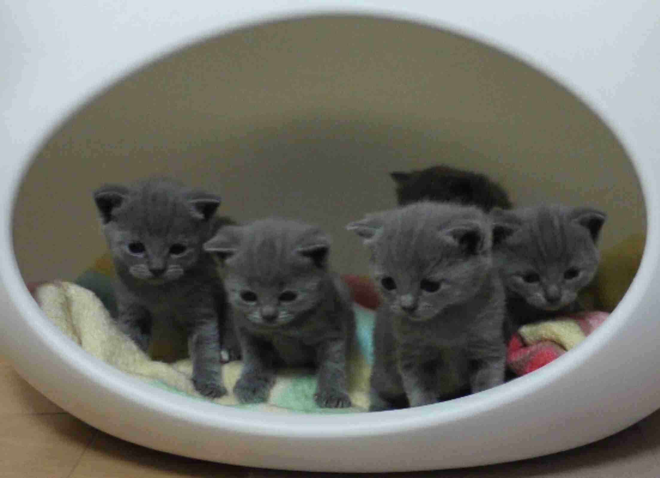 【画像】可愛い動物が溜まりに溜まるトピ