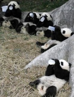【画像】可愛い動物が溜まりに溜まるトピ