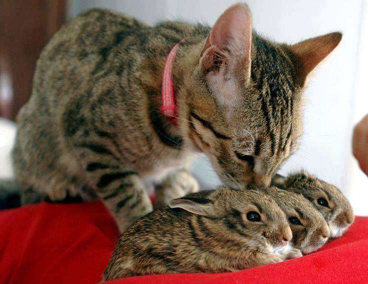 【画像】可愛い動物が溜まりに溜まるトピ
