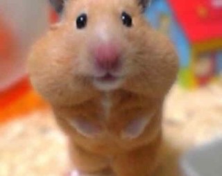 【画像】可愛い動物が溜まりに溜まるトピ