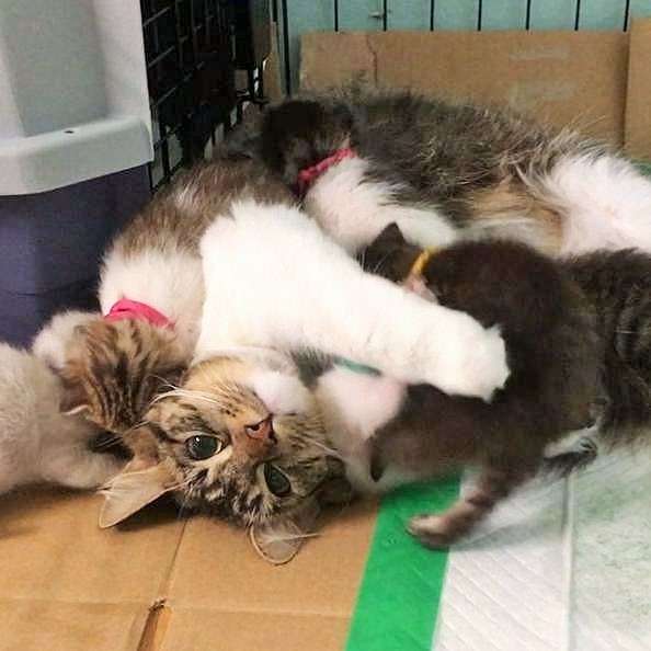 【画像】可愛い動物が溜まりに溜まるトピ