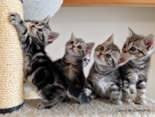 【画像】可愛い動物が溜まりに溜まるトピ