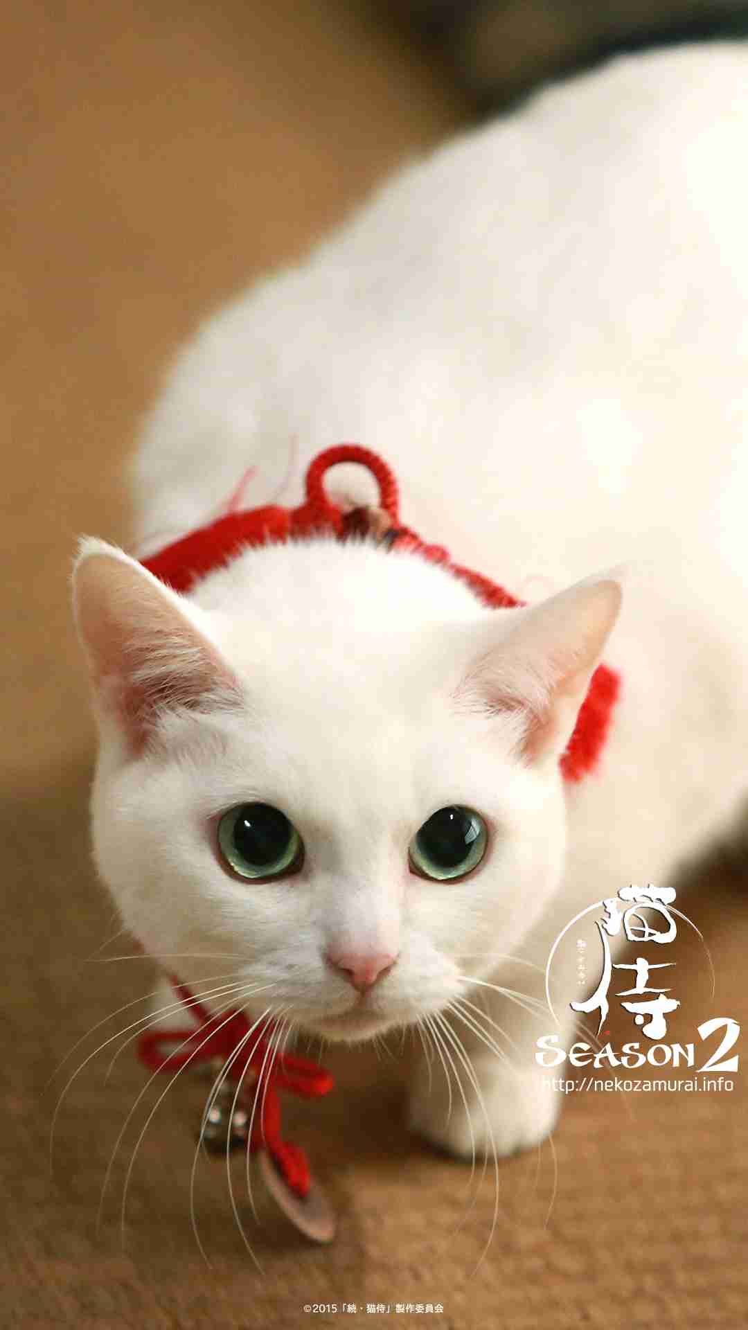 【画像】可愛い動物が溜まりに溜まるトピ
