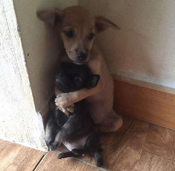 【画像】可愛い動物が溜まりに溜まるトピ