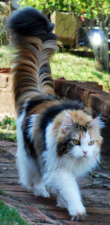 【画像】可愛い動物が溜まりに溜まるトピ