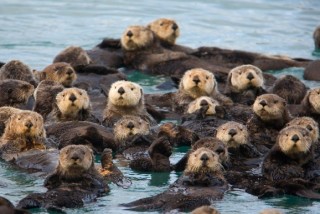 【画像】可愛い動物が溜まりに溜まるトピ