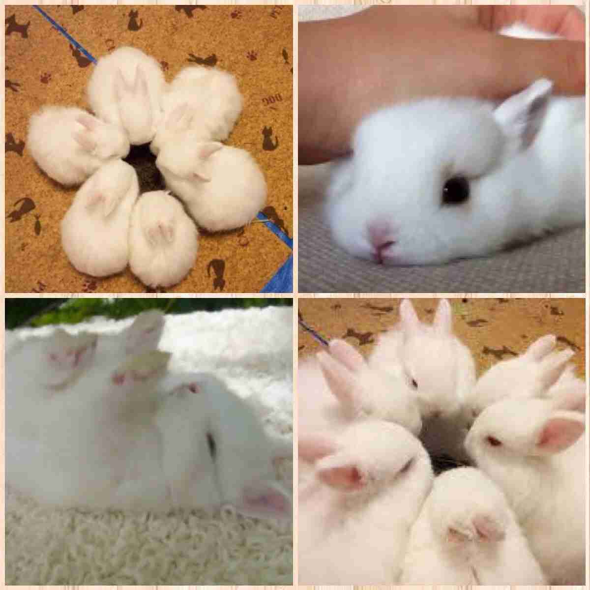 【画像】可愛い動物が溜まりに溜まるトピ