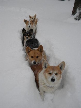 【画像】可愛い動物が溜まりに溜まるトピ