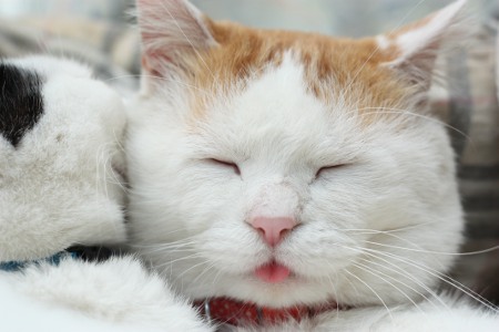 【画像】可愛い動物が溜まりに溜まるトピ