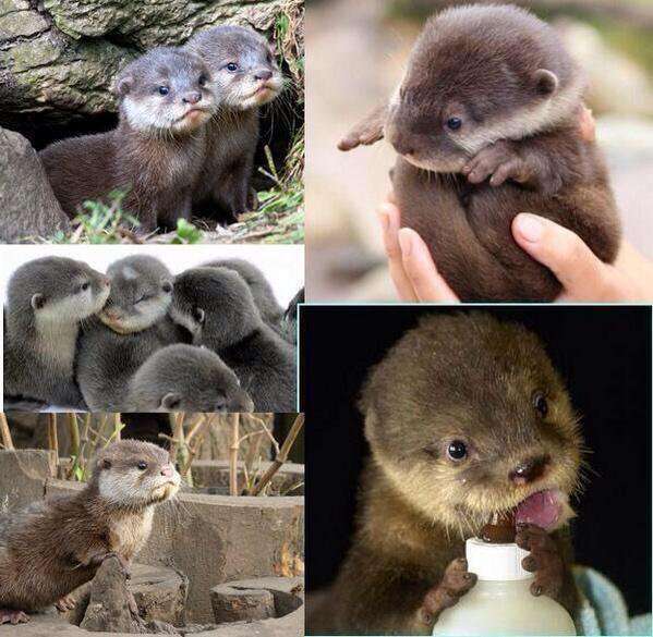 【画像】可愛い動物が溜まりに溜まるトピ
